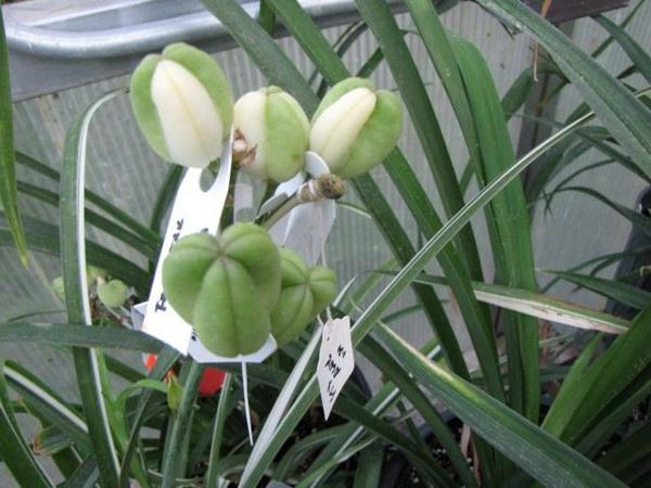 id pods